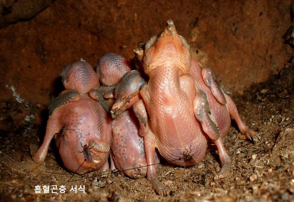 청호반새